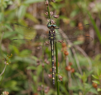 Cordulegaster obliqua, female